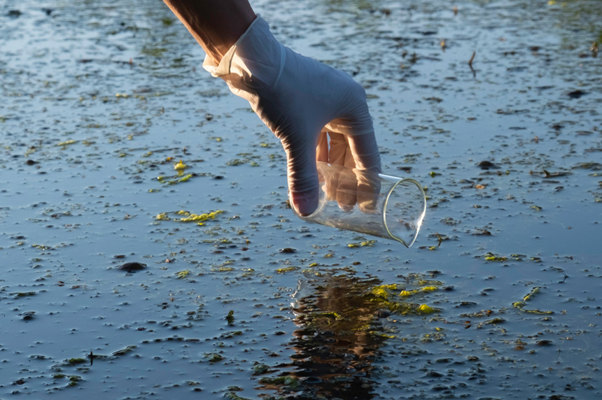 hand with glove dipping beaker into water with algae